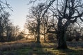 Sunset by old oak trees Royalty Free Stock Photo