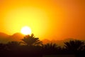 Sunset tropical sunrise palms Royalty Free Stock Photo