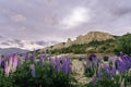 Sunset at Omarama Clay Cliffs and colorful lupine. New Zealand landscape Royalty Free Stock Photo