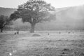 Sunset on a open plain with Chacma baboons Royalty Free Stock Photo