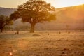 Sunset on a open plain with Chacma baboons Royalty Free Stock Photo