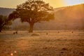 Sunset on a open plain with Chacma baboons Royalty Free Stock Photo