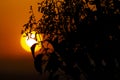 Sunset orange accompanied by the silhouette of plants in the city of Madrid and some clouds in the sky, in Spain. Europe Royalty Free Stock Photo