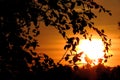 Sunset orange sky black silhouettes of branches and leaves Royalty Free Stock Photo