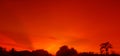 Sunset, orange sky bush tree Silhouette black background nature Royalty Free Stock Photo