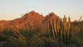 Sunset at organ pipe cactus national moument in the ajo mnts Royalty Free Stock Photo