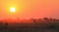 Sunset over Africa - Golden orange Background Beauty and Wildlife Royalty Free Stock Photo