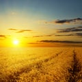Sunset over agricultural field Royalty Free Stock Photo