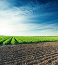 Sunset over agricultural field with green tomatoes Royalty Free Stock Photo