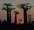 Sunset over Alley of the baobabs, Madagascar Royalty Free Stock Photo