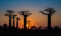 Sunset over Alley of the baobabs, Madagascar Royalty Free Stock Photo