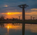 Sunset over Alley of the baobabs, Madagascar Royalty Free Stock Photo