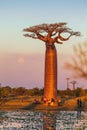 MORONDOVA, MADAGASCAR - JUNE 2014: Tourist at giant Baobab watching sunset over Alley of the baobabs, Madagascar