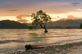 Sunset over alone tree in Wanaka water lake Royalty Free Stock Photo