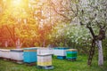 sunset over apiary in spring. Flowering cherry with pollen for development of bees in April. Primroses near hives with copper bees