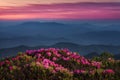 Scenic sunset, Catawba Rhododendron, Appalachian Mountains Royalty Free Stock Photo