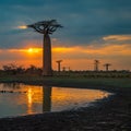 Sunset over Avenue of the baobabs, Madagascar Royalty Free Stock Photo