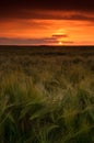 Sunset over barley field Royalty Free Stock Photo