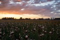 Sunset over blooming irises field Royalty Free Stock Photo