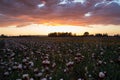 Sunset over blooming irises field Royalty Free Stock Photo