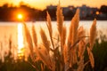 a sunset over a body of water with tall grass Royalty Free Stock Photo