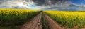 Sunset over canola field with path in Slovakia - panorama Royalty Free Stock Photo