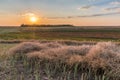 Sunset over a canola field swath at harvest