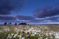 Sunset over chamomile flowers field Royalty Free Stock Photo