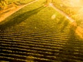 Sunset over Chilean vineyard. Landscape. Aerial view