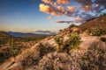 Sunset over cholla and cactuses near Javelina Rocks in Saguaro National Park Royalty Free Stock Photo