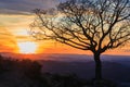 sunset over the city through tree branches Royalty Free Stock Photo