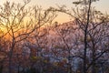 sunset over the city through tree branches Royalty Free Stock Photo