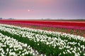 Sunset over colorful tulip field Royalty Free Stock Photo