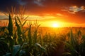 Sunset over corn field. Beautiful summer landscape with sunset over corn field. Ai Generated Royalty Free Stock Photo