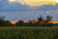 Sunset over a corn field near Sandweier Baden-Baden