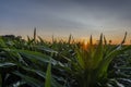 Sunset over Corn field.  Summer meadow Royalty Free Stock Photo