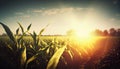 Sunset over corn field, sun light on a skyline, agriculture plantation land, panoramic view. Generative AI Royalty Free Stock Photo