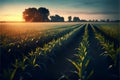 Sunset over corn field with trees in the background. Illustration. Royalty Free Stock Photo
