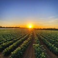 sunset over a cotton field with mature