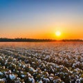 sunset over a cotton field with mature