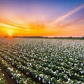 sunset over a cotton field with mature