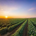 sunset over a cotton field with mature