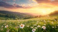 Sunset Over Daisies Field Royalty Free Stock Photo