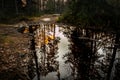 Sunset over a dark forest glade with a pool of water. Reflections of trees in the water. Royalty Free Stock Photo