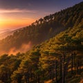 Sunset over a dense forested mountainside, featuring a variety of trees, likely pine Royalty Free Stock Photo
