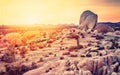 Sunset over desert in Joshua Tree National Park. Royalty Free Stock Photo