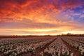 Sunset over a dutch flower field with hyacinth Royalty Free Stock Photo