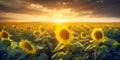 Sunset over endless sunflower field, dramatic landscape panorama Royalty Free Stock Photo