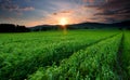 Sunset over farm field Royalty Free Stock Photo