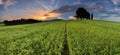 Sunset over farm field with lone tree. Royalty Free Stock Photo